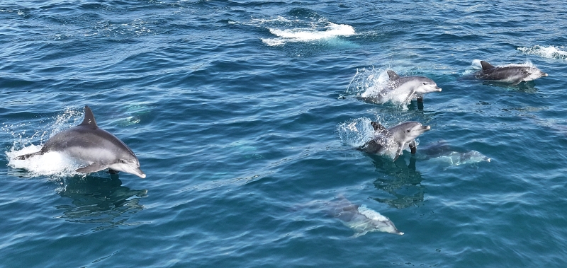 En la mañana del 18 de marzo, una manada de delfines mulares del Indo-Pacífico nada en las aguas costeras del municipio de Daejeong-eup, ciudad de Seogwipo, en la isla de Jeju.Entre los mamíferos se encontraban Jedori y Chunsami, los cuales fueron marcados en sus aletas dorsales con el número 1 y 2 respectivamente, y fueron liberados en 2013.