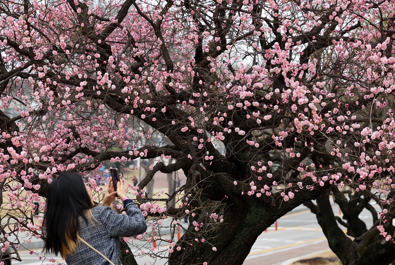 El 19 de marzo, un día antes del equinoccio de primavera, una ciudadana fotografía flores de albaricoque rojo en la Universidad Nacional de Chonnam, en el distrito de Buk-gu de Gwangju, provincia de Jeollanam-do.