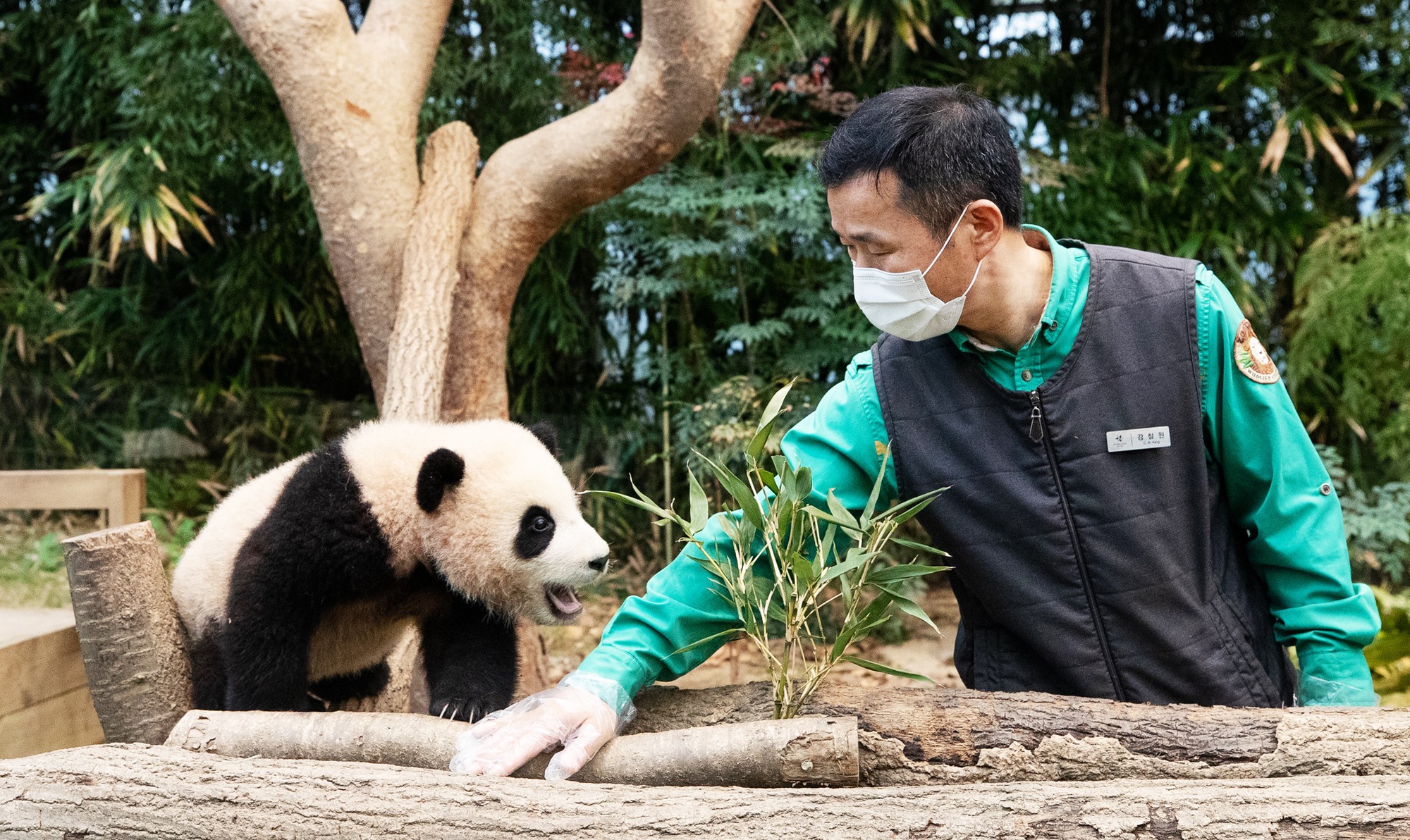 La foto muestra a Fu Bao, cuando tenía 6 meses, y a su cuidador Kang Cherwon, a quienes los periodistas de Korea.net conocieron en enero de 2021, en el 'Panda World' del parque temático 