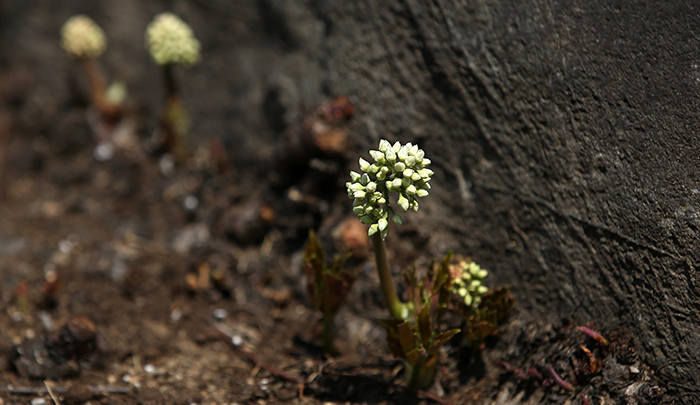 이른 봄 소식을 전하는 돌단풍이 바위 틈에 붙어서 흰 꽃을 뽐내고 있다. 