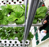 South_Korea_vertical_farms.jpg