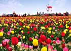 Festival del Tulipán de Shinan