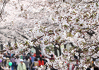 Festival Hangang de las Flores de Primavera de Yeouido