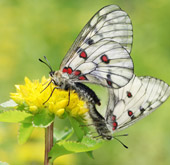 En Wonju, mariposas en peligro de extinción son puestas