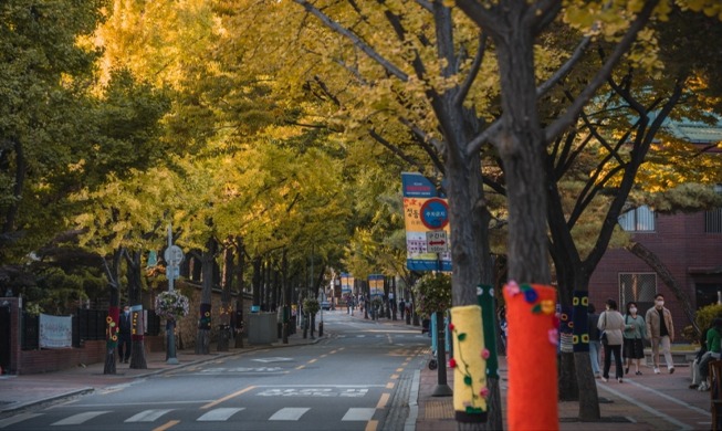 Cálida protección invernal: mi encuentro con los árboles abrigados en Corea del Sur