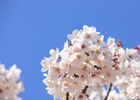 Festival de los cerezos en flor de Jeju