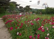 Festival de la Rosa de Seoul Grand Park