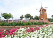Festival Internacional de la Rosa de Gokseong