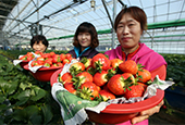 Corea exportará fresas a Vietnam
