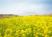 Festival de la Flor del Canola de Jeju