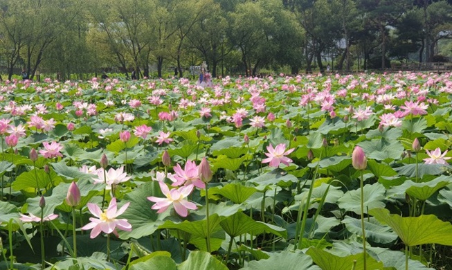 Festival de Flores de Loto de Semiwon