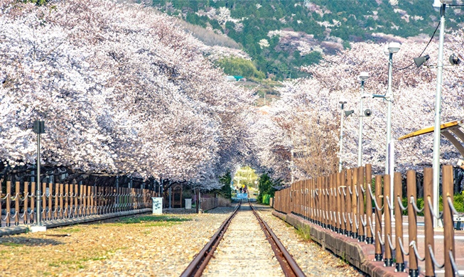 Forbes nombra cinco destinos para admirar las flores de cerezos en Corea