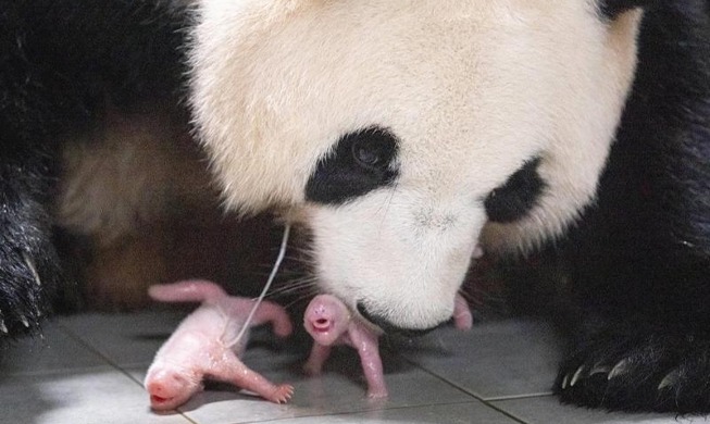 Nacen las primeras pandas gemelas en un parque de atracciones de Corea