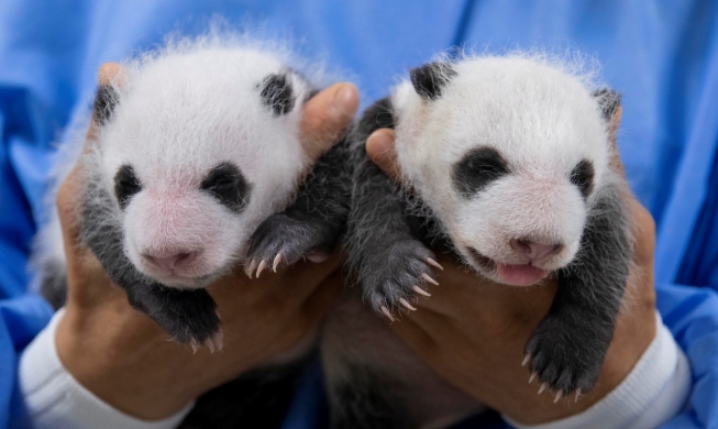 Se publican fotos de las primeras pandas gemelas nacidas en el país