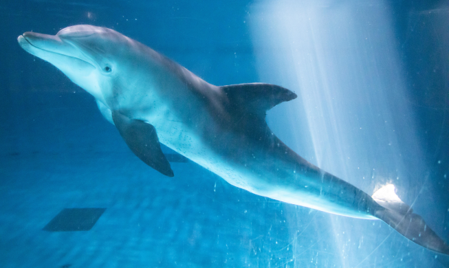 🎧 El último delfín del Indo-Pacífico cautivo en el país será liberado a la naturaleza