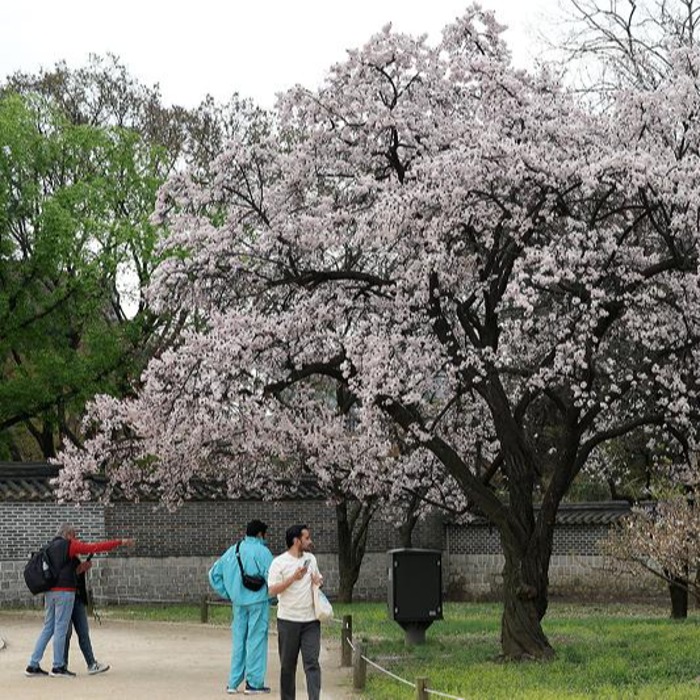 Apreciando la belleza de los árboles de cerezo en el palacio Changdeokgung