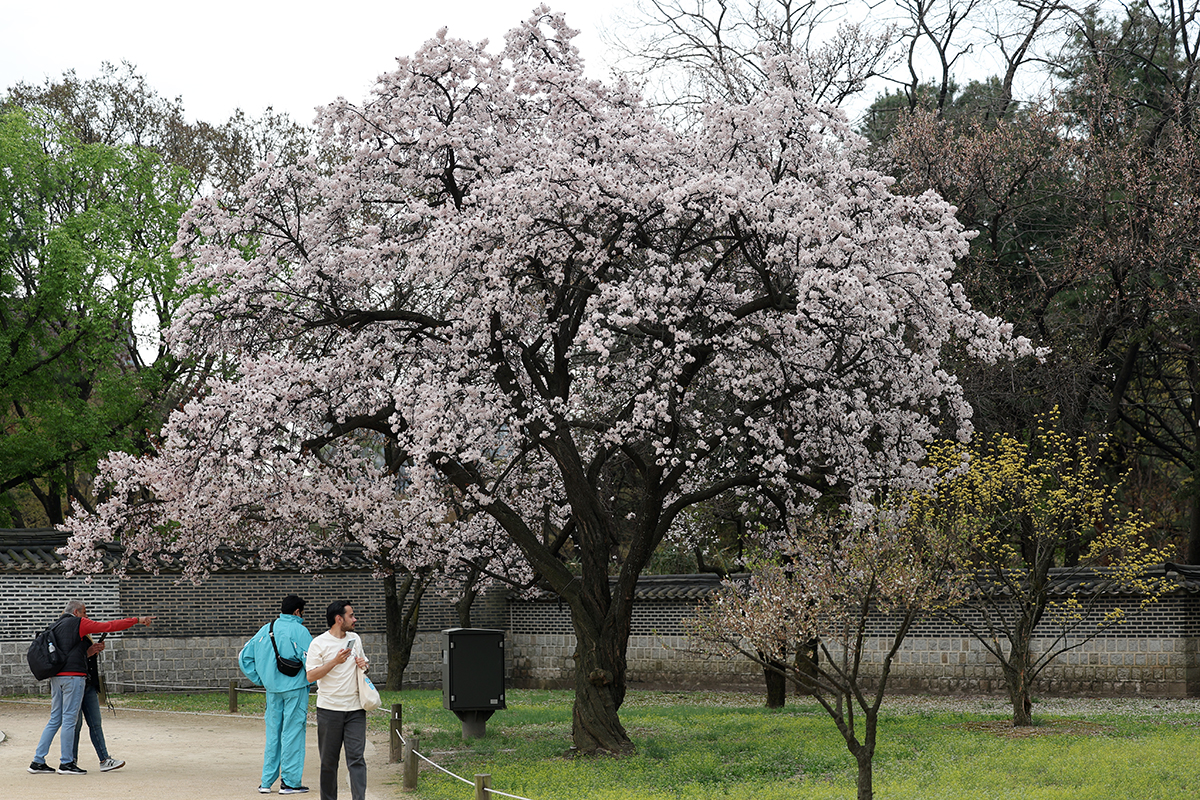 En la mañana del 5 de abril, turistas extranjeros contemplan los árboles de cerezo, durante su visita al palacio Changdeokgung, ubicado en el distrito de Jongno-gu, en Seúl.