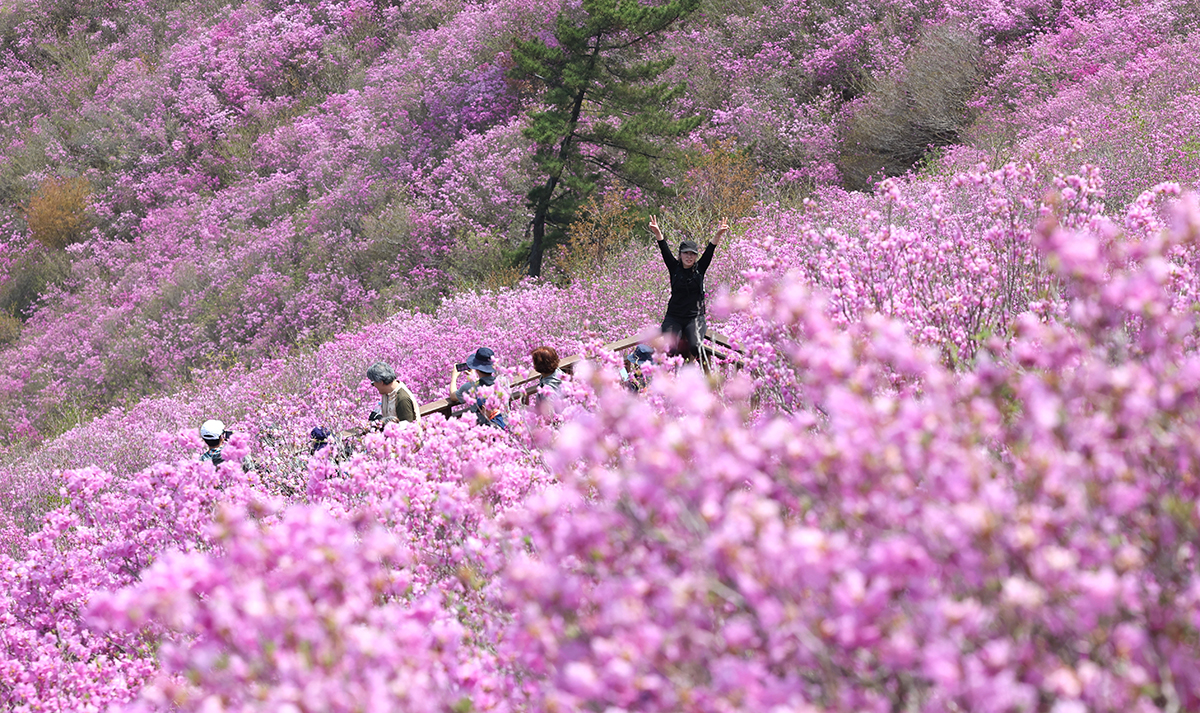 En la tarde del 12 de abril, un excursionista posa para una fotografía en un hábitat de azaleas a 638 metros sobre el nivel del mar, cerca de la cima de la montaña Cheonjusan, ubicada en el distrito Uichang-gu de la ciudad de Changwon, en la provincia de Gyeongsangnam-do.