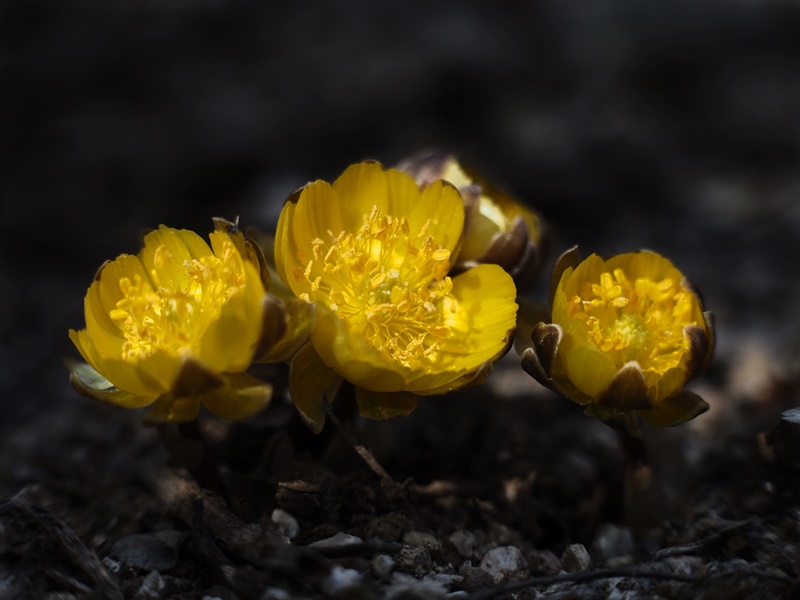 flower1 
