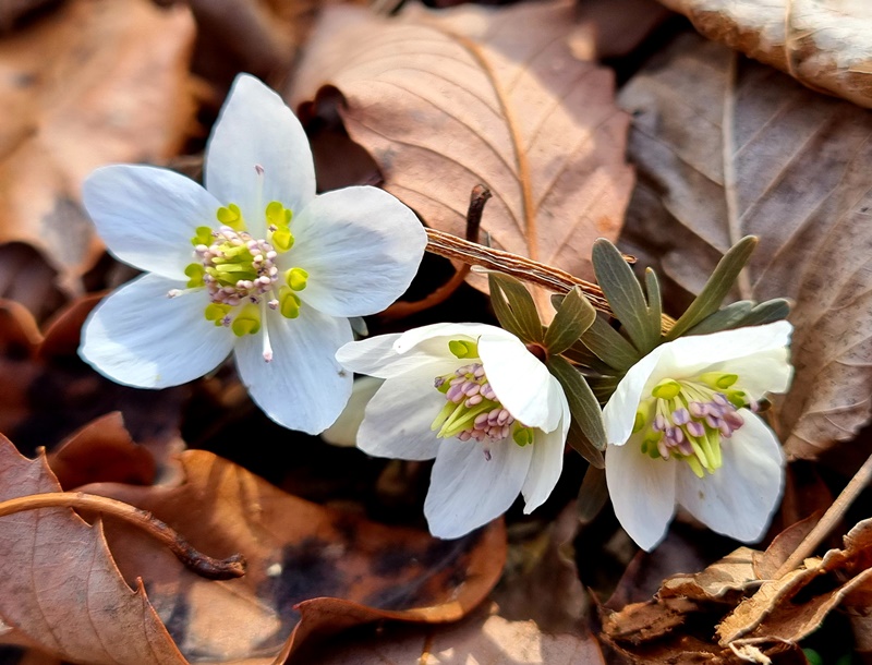 flower2