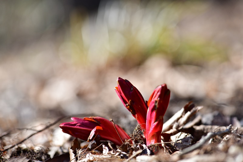 flower3