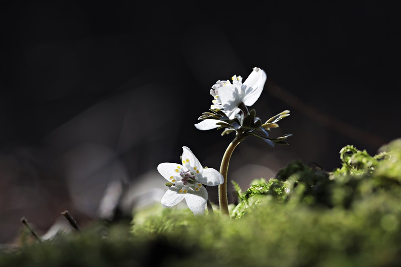 flower5