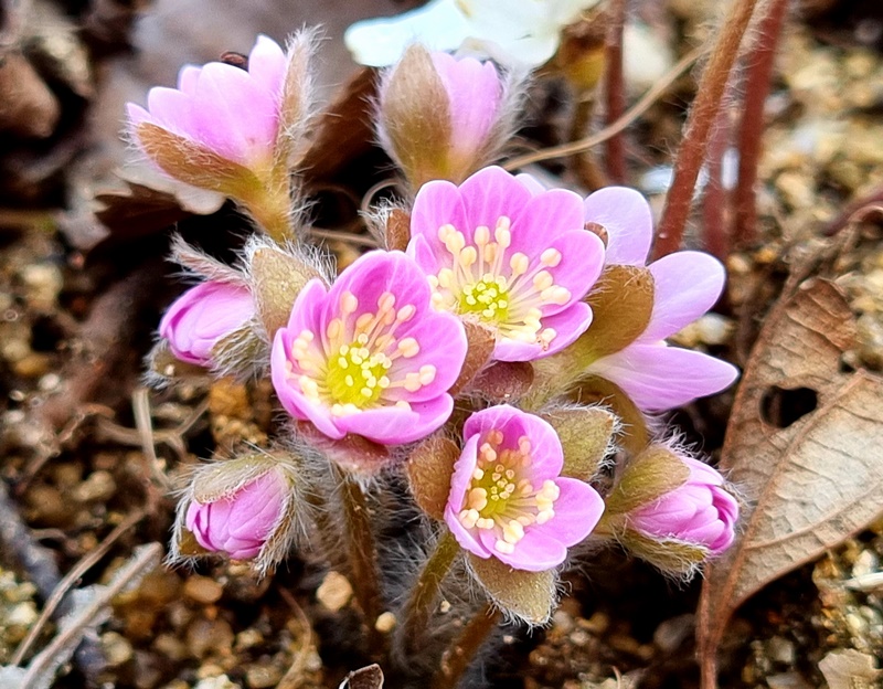 flower6
