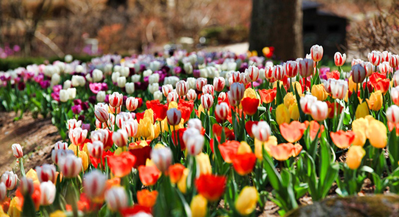 El Jardín de la Calma Matutina en el condado de Gapyeong-gun, provincia de Gyeonggi-do, hasta el 19 de mayo celebrará el Festival de Primavera de 2021 del Jardín de la Calma Matutina. Jardín de la calma matutina
