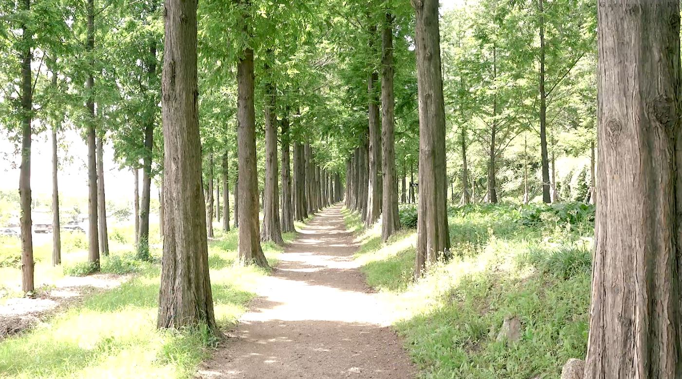 Varios maratones se llevan a cabo en el parque Haneul gracias a su hermoso paisaje y su suave pendiente. | Kim Hyelin