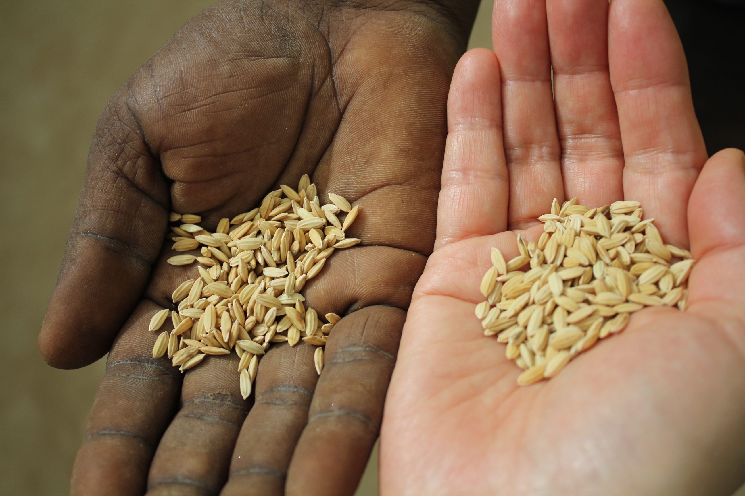 La Administración de Desarrollo Rural ha desarrollado y registrado la nueva raza de arroz ISRIZ en cooperación con Senegal.