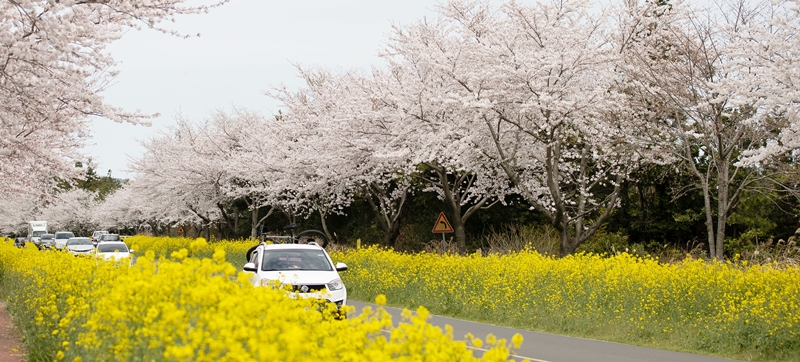 El Ministerio de Cultura, Deportes y Turismo y la Organización de Turismo de Corea lanzaron el 7 de abril una promoción que ofrece un millón de cupones para descuentos en alojamientos nacionales. En la fotografía se muestra una calle con flores de cerezo y canola en plena floración en la isla de Jeju, una de las principales atracciones turísticas del país. | Kim Sunjoo 