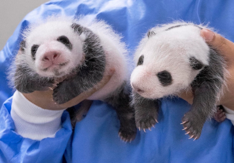 Everland publica el 7 de agosto las fotos de las primeras pandas gemelas nacidas en el país, un mes después de su nacimiento.