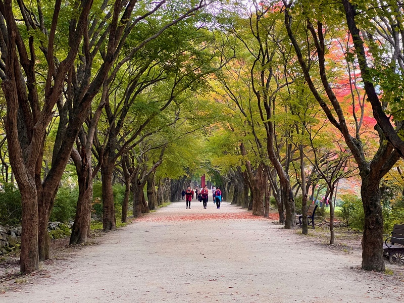La foto muestra el famoso túnel de follaje otoñal, que es reconocido porque crecen un total de 108 arces que conducen al templo Naejangsa. Esta es una caminata imperdible para quienes visitan el Parque Nacional Naejangsan. Cuando la periodista de Korea.net visito el 26 de octubre la montaña Naejangsan, las hojas otoñales estaban comenzando a cambiar de color en el túnel de follaje otoñal.