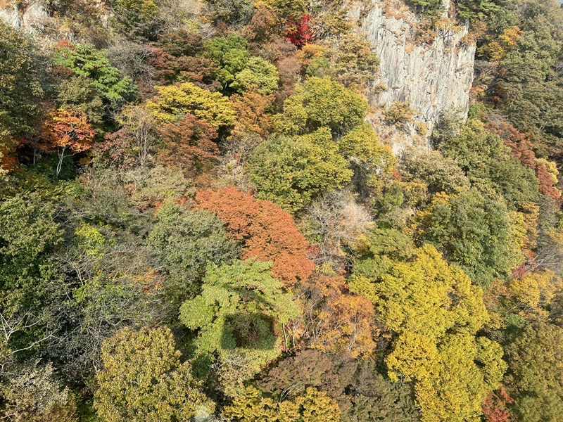 La foto muestra una vista panorámica de la montaña Naejangsan cubierta de hojas otoñales, tomada desde el teleférico por una periodista de Korea.net, quien visitó el 26 de octubre el Parque Nacional Naejangsan. 