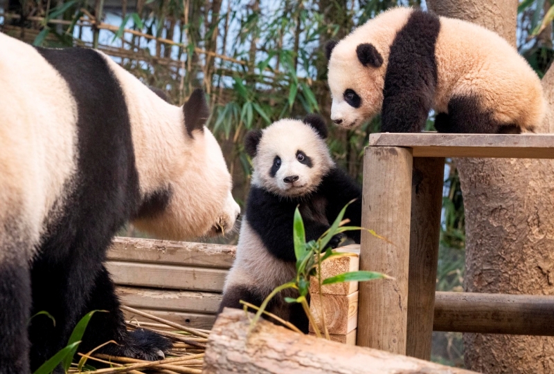 LLa foto muestra a las pandas gemelas Rui Bao y Hui Bao junto con su madre Ai Bao, incursionando los terrenos de Panda World, en el parque temático y zoológico Everland, ubicado en la ciudad de Yongin, en la provincia de Gyeonggi-do. Las pandas gemelas Rui Bao y Hui Bao, de seis meses de edad, serán presentadas al público a partir del 4 de enero. | Everland