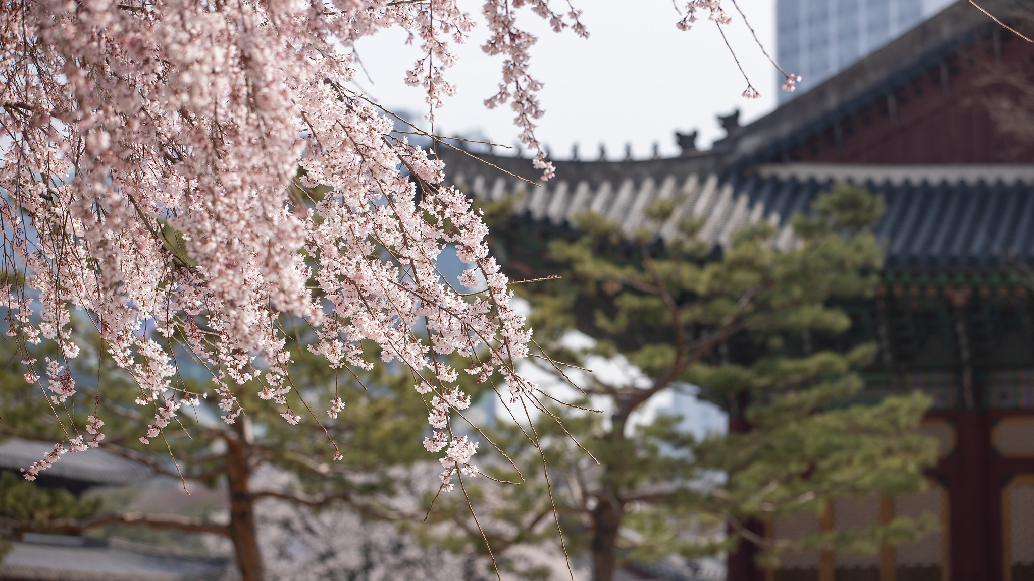 La foto muestra los árboles de cerezo en plena floración, en el palacio Deoksugung, ubicado en el distrito de Jung-gu, en Seúl. K Weather, una empresa privada que brinda servicios meteorológicos, anunció el 25 de febrero que para este año la temporada de floración de los cerezos comenzará de 3 a 6 días antes que la fecha promedio registrada entre 1991 y 2020. | Korea.net DB