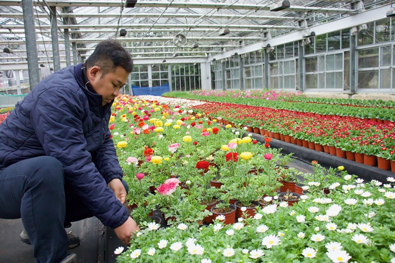  Un trabajador revisa el estado de las flores en la casa de cristal del vivero Jinhae, ubicado en el Centro de Tecnologías Agrícolas de Changwon de dicha ciudad, en la provincia de Gyeongsangnam-do. 