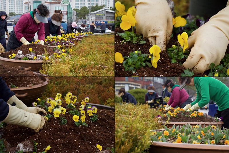 Las trabajadoras de campo están ocupadas plantando flores en los macizos de flores instalados en el Bukwon Rotary, en el distrito de Jinhae-gu de la ciudad de Changwon, en la provincia de Gyeongsangnam-do.