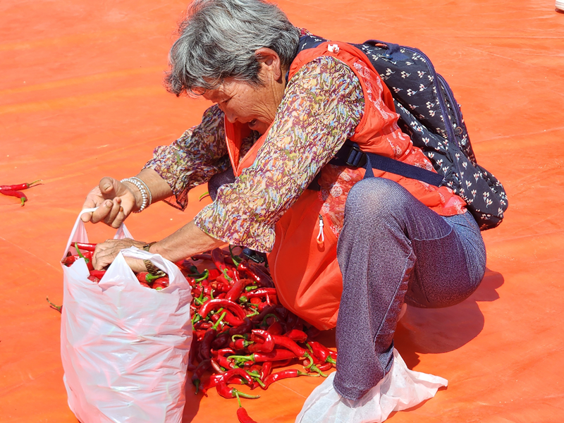 La foto, tomada el 31 de agosto, muestra a una abuelita llenando la bolsa de plástico con pimientos en el programa 'La Felicidad de los Pimientos: Llenando Bolsas por 1,000 wones'.