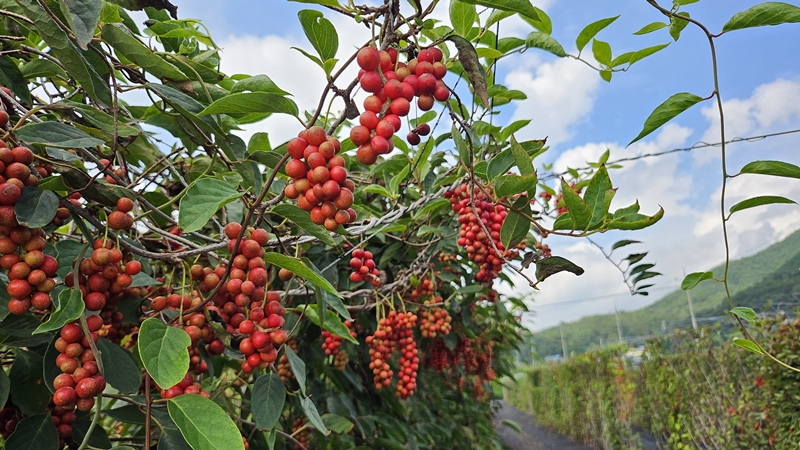 En septiembre, la omija (baya de schisandra) madura de verde a roja, y es el momento en el que se celebra el Festival de Omija en Mungyeong. Aunque la cosecha casi ha concluido, las bayas aún se encuentran en ciertos lugares específicos.