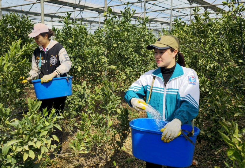 La foto muestra a unos trabajadores temporaless de Vietnam en marzo de 2024 rociando fertilizante en un huerto de mandarinas en el municipio de Namwon-eup de Seogwipo, isla de Jeju. | Agencia de Noticias Yonhap 