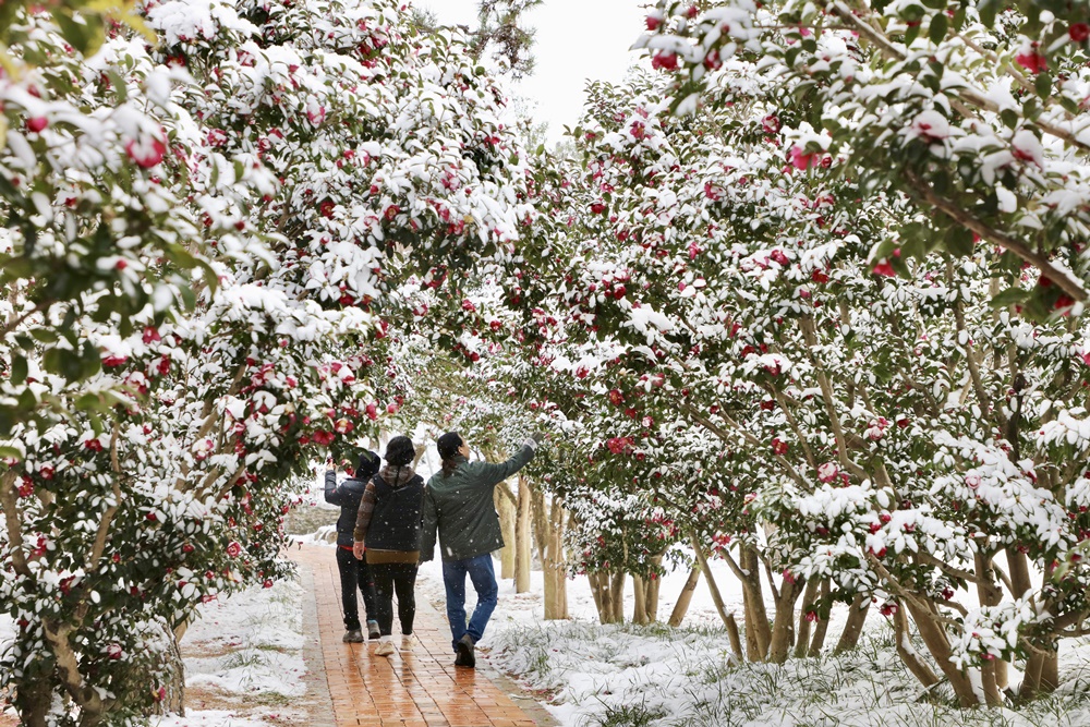 Una avenida de camelias rojas en el Jardín de Bonsáis de la Isla 1004. | Jardín de Bonsáis de la Isla 1004