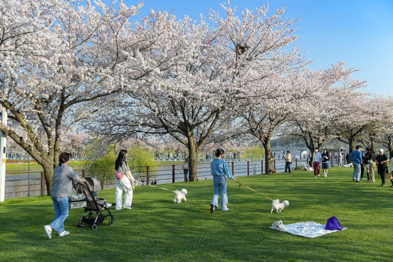La foto muestra a unas personas paseando con sus mascotas en el parque Green Island en la ciudad de Suncheon, provincia de Jeollanam-do. | Ministerio de Cultura, Deportes y Turismo