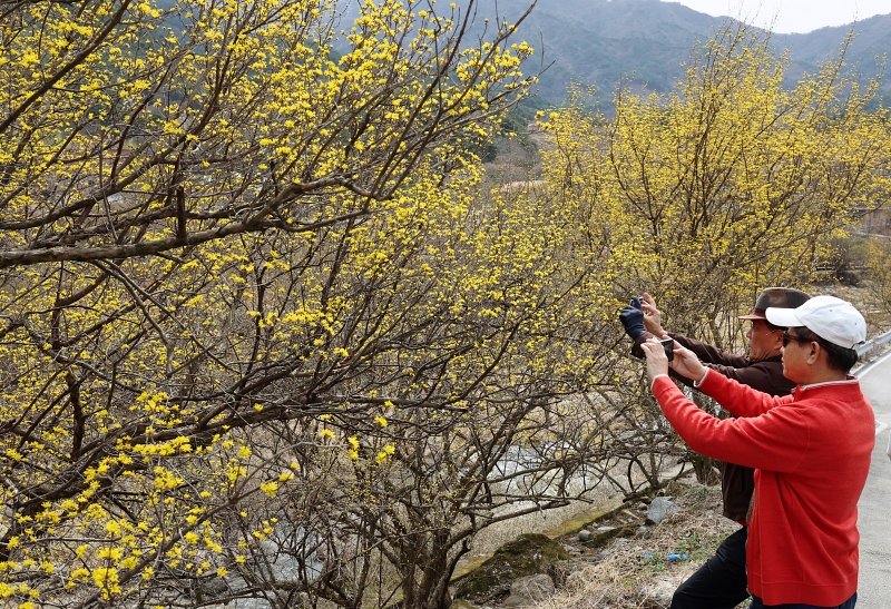 Dos turistas fotografían las flores de cornejo en un vecindario del municipio de Sandong-myeon en el condado de Gurye-gun, provincia de Jeollanam-do, el 13 de marzo.