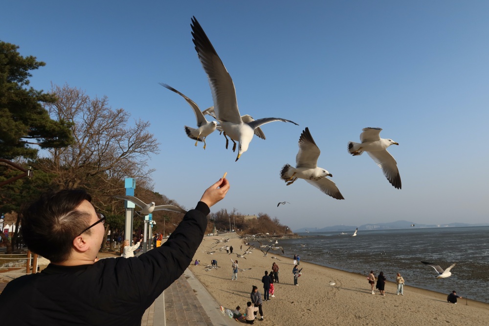 Unas gaviotas rodean a un visitante en la playa Dongmak, atraídas por las galletas de camarón.