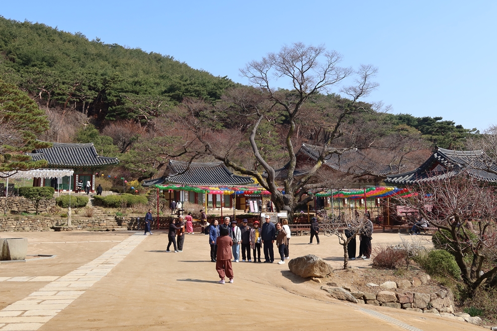 Unos visitantes toman una foto frente a un árbol centenario en el templo Jeongdeungsa, en la isla Ganghwado.