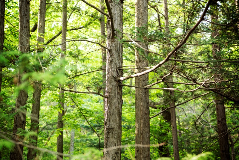 El 12 de mayo, el Instituto Nacional de Ciencias Forestales de Corea firmó un acuerdo con la Academia China de Ciencias Forestales para llevar a cabo una investigación conjunta a nivel global. | iclickart (La reproducción no autorizada de esta imagen está prohibida por la ley de derechos de autor.)