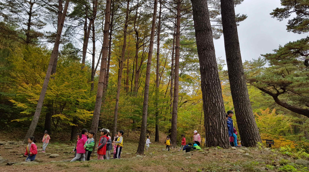 Se muestra el bosque de pinos en el condado de Uljin-gun, provincia de Gyeongsangbuk-do, una parte del sistema agroforestal con pinos del condado. | Ministerio de Agricultura, Alimentación y Asuntos Rurales