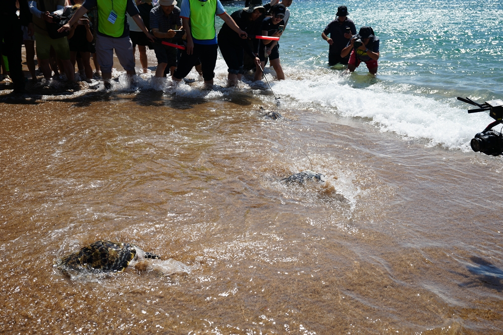 Tres tortugas carey criadas en cautividad en Corea son liberadas el 11 de septiembre en la playa Saekdal de Jungmun en Seogwipo, isla de Jeju. | Ministerio de Océanos y Pesca