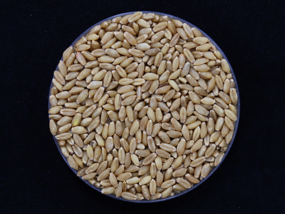 Semillas de Irum style=